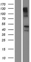 TMEM44 Human Over-expression Lysate