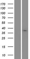 MARCHF9 Human Over-expression Lysate