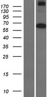 MARS2 Human Over-expression Lysate