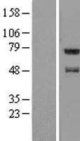 FAM114A1 Human Over-expression Lysate