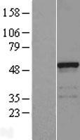 FAM113B (PCED1B) Human Over-expression Lysate