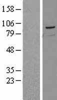 PRMT10 (PRMT9) Human Over-expression Lysate