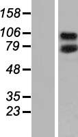 CEP95 Human Over-expression Lysate