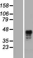 SCRN2 Human Over-expression Lysate