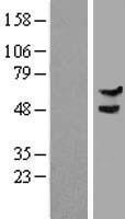 DCAF15 Human Over-expression Lysate
