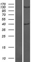 FAM105B (OTULIN) Human Over-expression Lysate