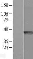 DNAAF10 Human Over-expression Lysate