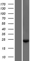 TXNL6 (NXNL1) Human Over-expression Lysate