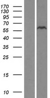 ZNF689 Human Over-expression Lysate