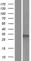 GTPBP8 Human Over-expression Lysate