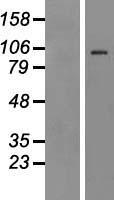 TLR4 Human Over-expression Lysate