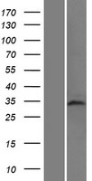 TAF8 Human Over-expression Lysate