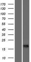 CALML6 Human Over-expression Lysate