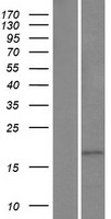 HMGN3 Human Over-expression Lysate