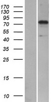 SYTL5 Human Over-expression Lysate