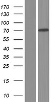 MIRO2 (RHOT2) Human Over-expression Lysate