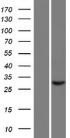 TAGAP Human Over-expression Lysate