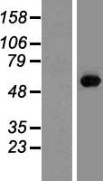 C2orf65 (M1AP) Human Over-expression Lysate