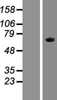 A1CF Human Over-expression Lysate
