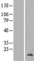 H2AZ2 Human Over-expression Lysate