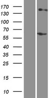 RHCE Human Over-expression Lysate