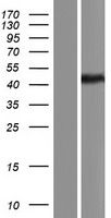 BACE1 Human Over-expression Lysate