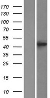 BACE2 Human Over-expression Lysate
