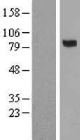 MASP1 Human Over-expression Lysate