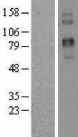 Two pore calcium channel protein 2 (TPCN2) Human Over-expression Lysate