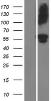 ADAMTS16 Human Over-expression Lysate