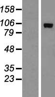 ADAMTS15 Human Over-expression Lysate
