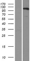 HLTF Human Over-expression Lysate