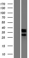 C14orf148 (NOXRED1) Human Over-expression Lysate