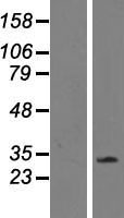 CD300 (CD300LF) Human Over-expression Lysate