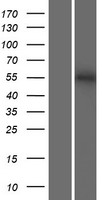 NHEDC1 (SLC9B1) Human Over-expression Lysate