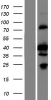 SGCZ Human Over-expression Lysate