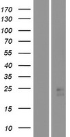 STARD4 Human Over-expression Lysate