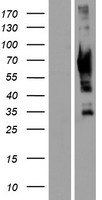 GRK7 Human Over-expression Lysate