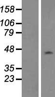 NAP1L1 Human Over-expression Lysate