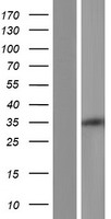 PPTC7 Human Over-expression Lysate