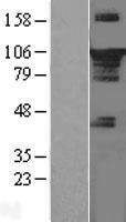 STAT3 Human Over-expression Lysate