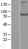 STAT1 Human Over-expression Lysate