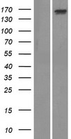 ADAMTS13 Human Over-expression Lysate