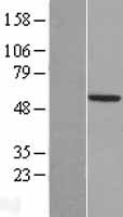 TSTD2 Human Over-expression Lysate