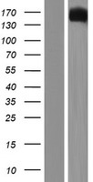 Attractin (ATRN) Human Over-expression Lysate