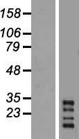 CHRFAM7A Human Over-expression Lysate