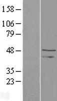 TAF1 48 (TAF1A) Human Over-expression Lysate