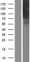 Amphiphysin (AMPH) Human Over-expression Lysate