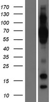 C1orf85 (GLMP) Human Over-expression Lysate