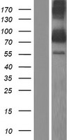 ZNF513 Human Over-expression Lysate